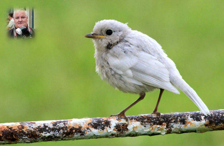 white-robin